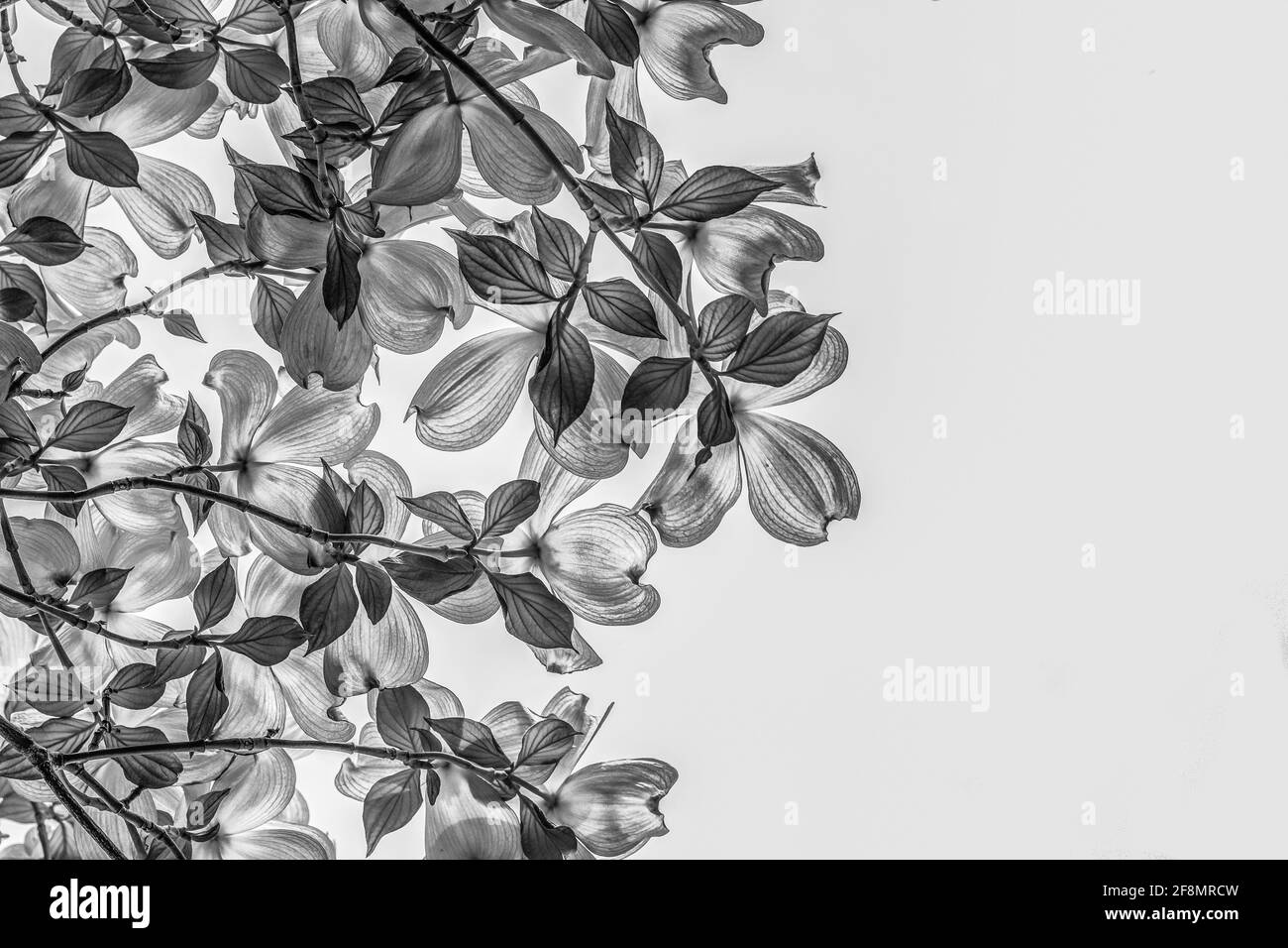 Blick unter einem blühenden Dogwood-Baum Stockfoto