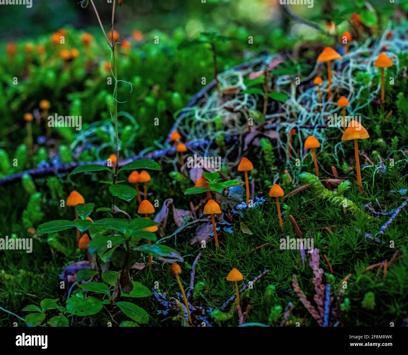 Kleine orangefarbene Pilze wachsen aus dem Waldboden Stockfoto