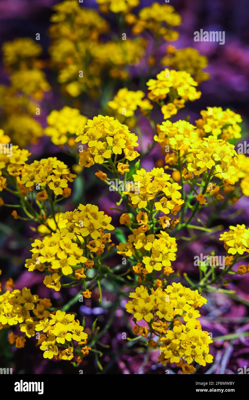 Gelber Korb mit Goldblüten, der in der Sommersonne wächst Stockfoto