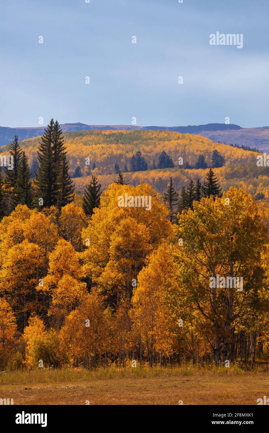 Aspen Bäume im Herbst entlang Capitol Creek Road, Elk Mountains, White River National Forest, Colorado Stockfoto