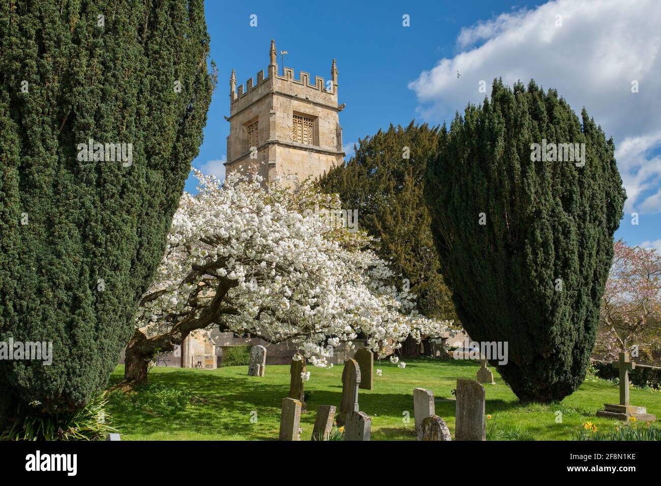 Prunus shirotae. Kirschbaum blüht im Frühling auf dem Kirchhof von St. Faith im cotswold-Dorf Overbury. Cotswolds, Worcestershire, England Stockfoto