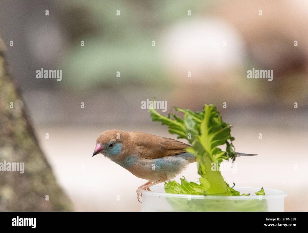 Weibchen Rot-Cheeked Cordon Bleu Vogel Uraeginthus bengalus ist ein Kleiner Vogel, der aus Afrika kommt Stockfoto