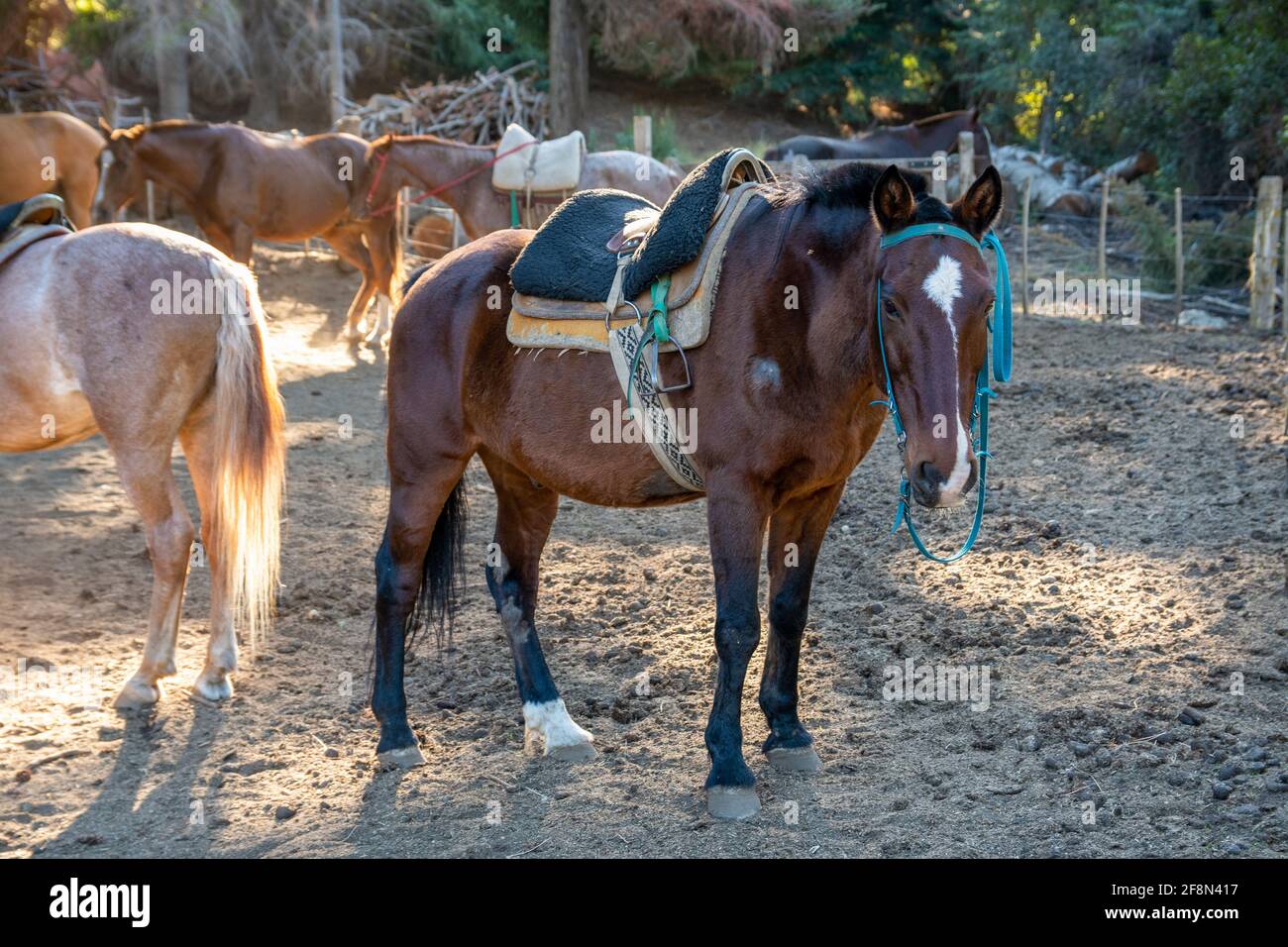 Horizontale Aufnahme eines Pferdes mit dem Sattel im Corral, Argentinien Stockfoto