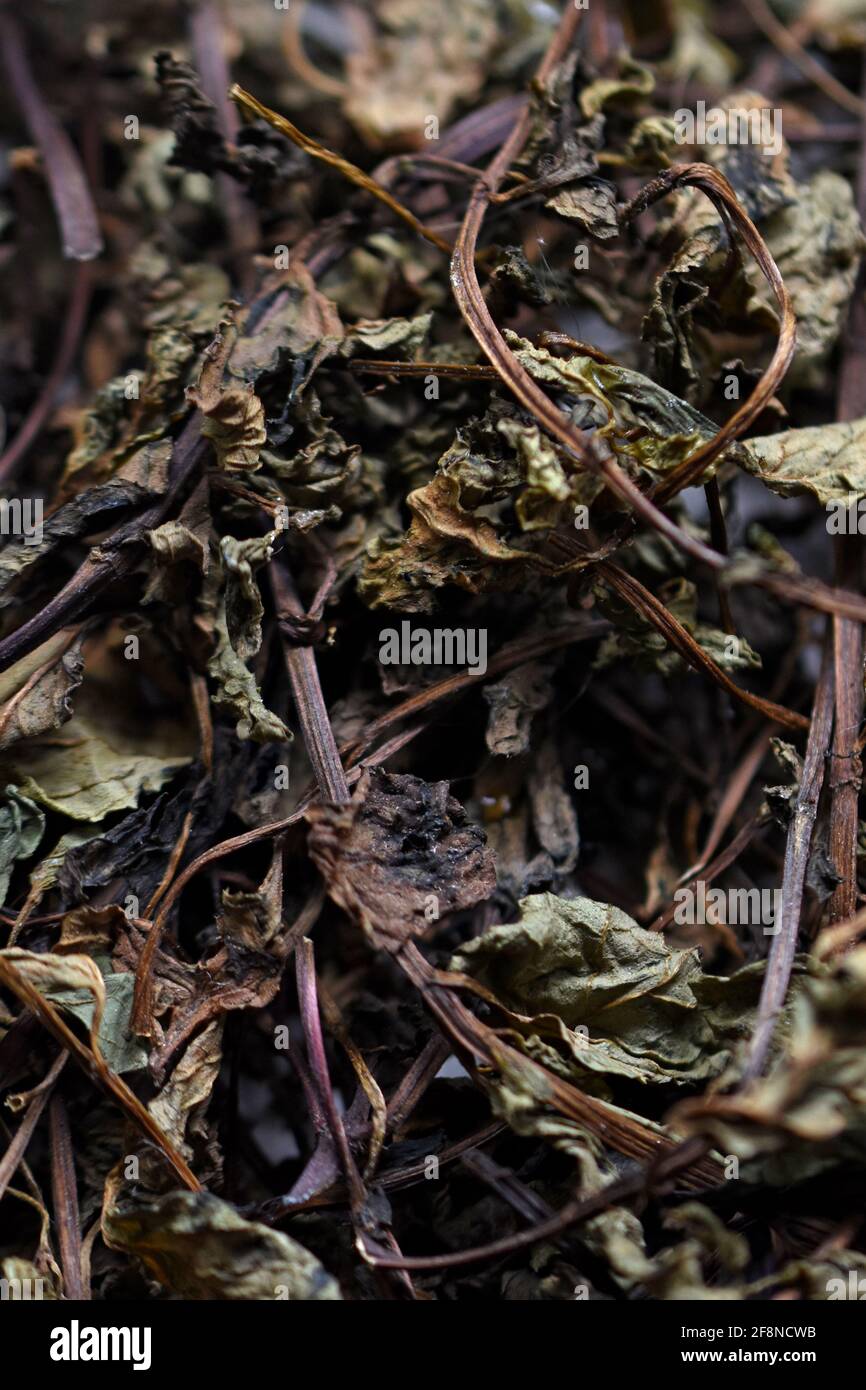 Close-up grün getrocknete Minze Hintergrund, trockene Pfefferminze für Tee vorbereitet, Textur Bild Stockfoto