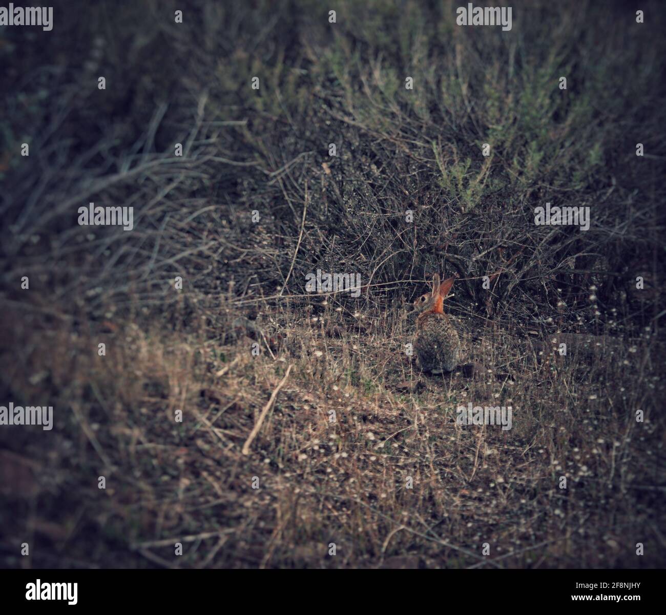 Baby Bunny versteckt sich in einem Busch Stockfoto