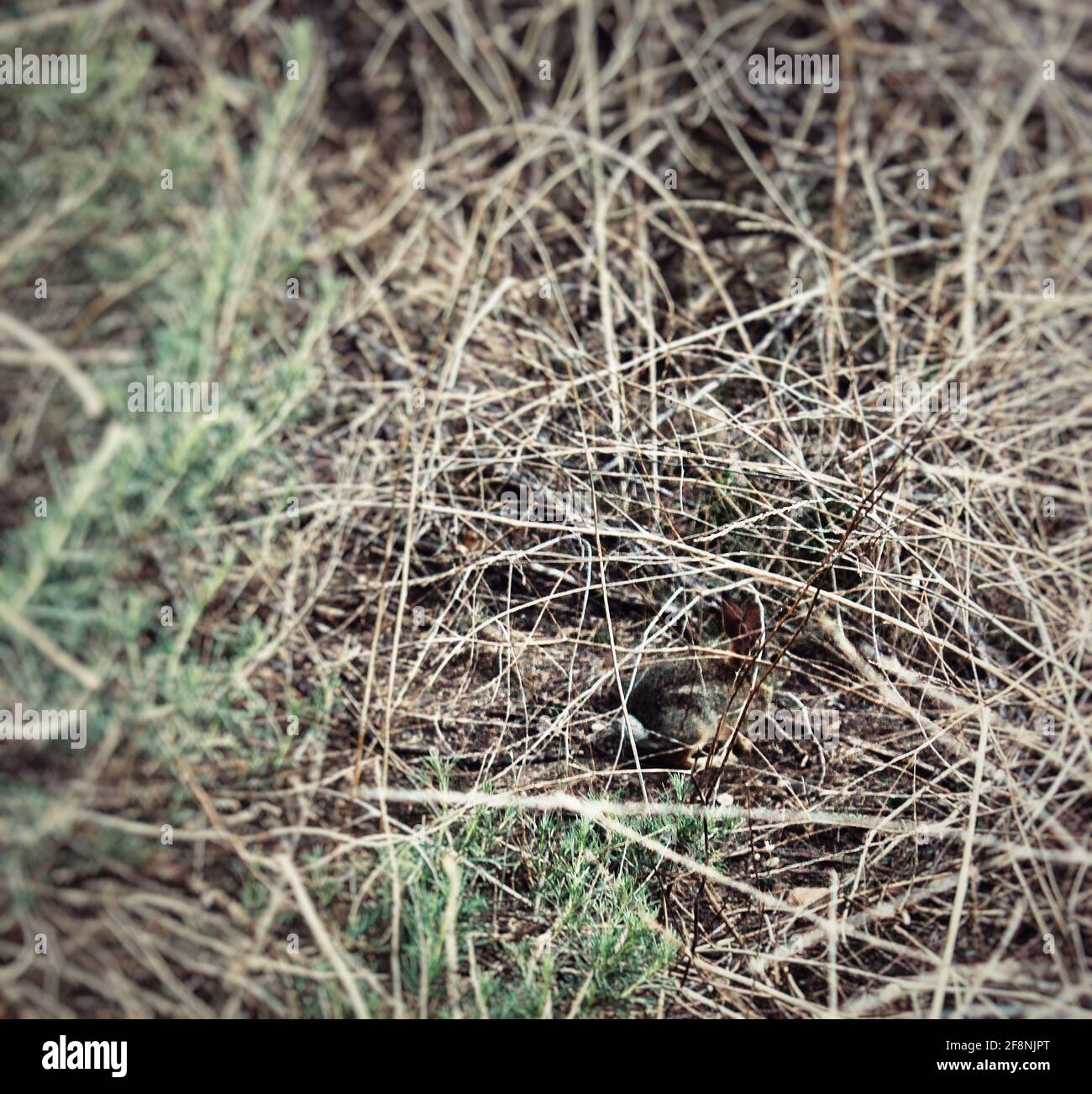 Baby Bunny versteckt sich in einem Busch Stockfoto