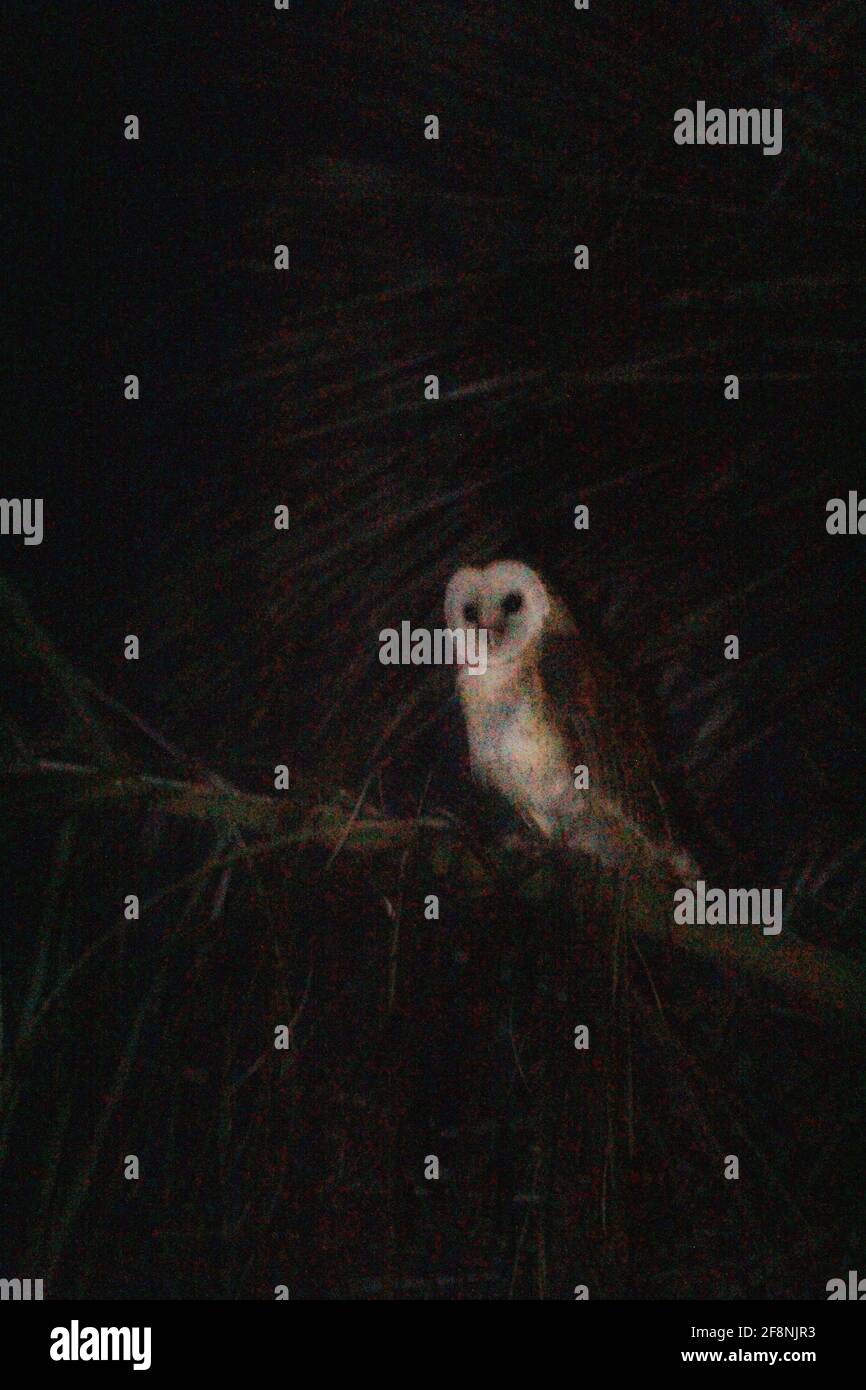 Eine Eule in einem Baum in der Nacht Stockfoto