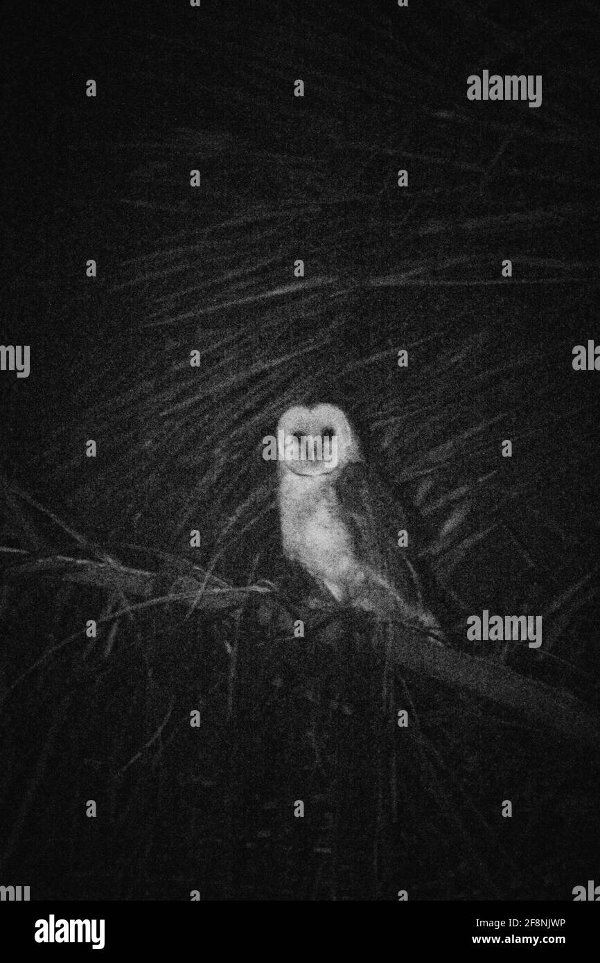 Eine Eule in einem Baum in der Nacht Stockfoto