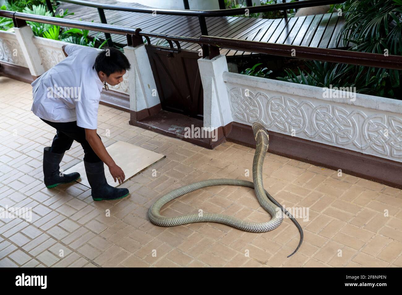Blick auf einen Trainer, der auf der Snake Farm in Bangkok mit einer King Cobra Schlange spielt. Stockfoto