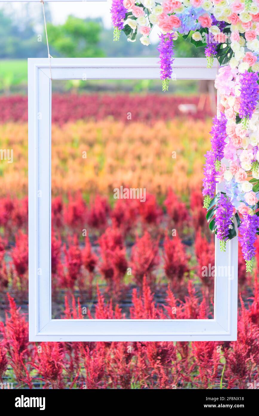 Schöne bunte chinesische Wolle Blumenpark mit Bilderrahmen Stockfoto
