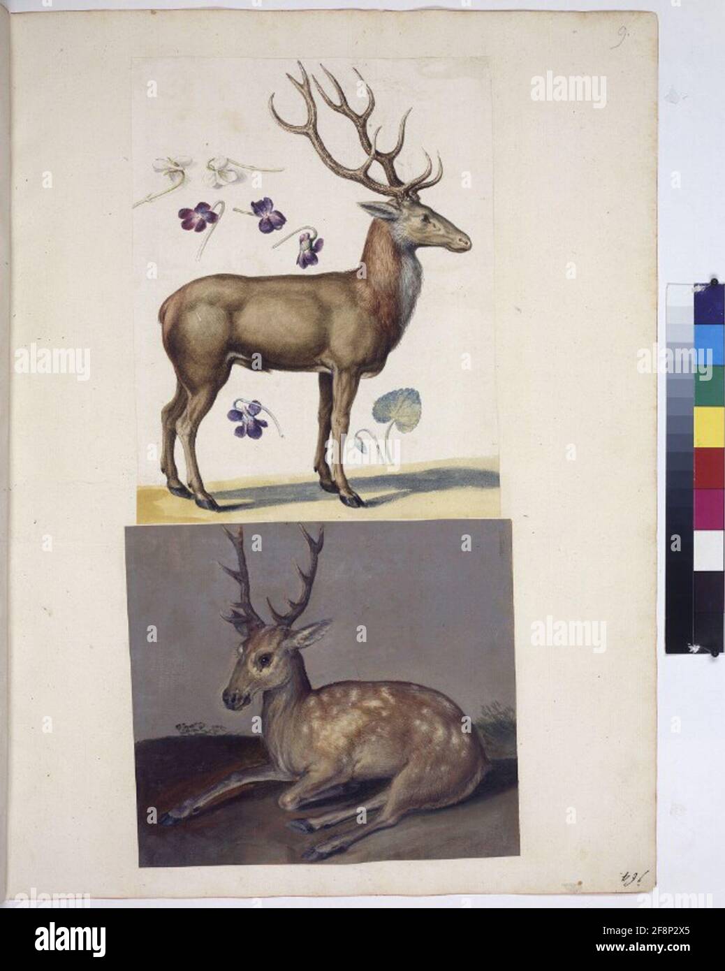 Kabeljau. Min. 42, Fol. 9R: Sammlung von Naturstudien u. A. von niederländischen, deutschen und italienischen Künstlern ganze Seite: 2 Tierbilder (Hirsch stehend und liegend) Stockfoto