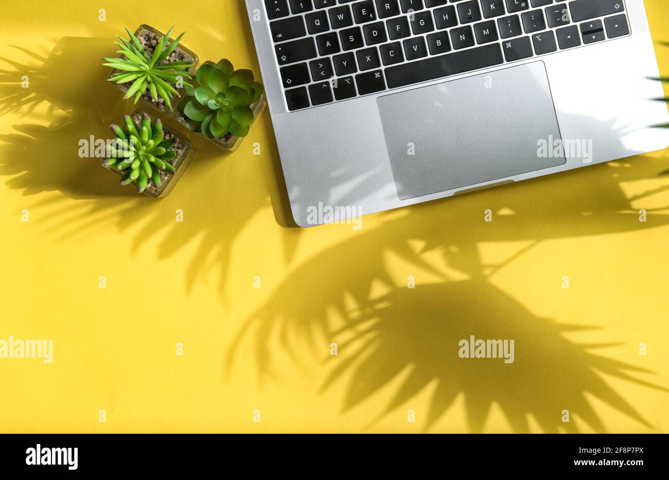Laptop und Sukkulenten auf gelbem Hintergrund mit Schatten. Home Office Arbeitsplatz flach legen Stockfoto