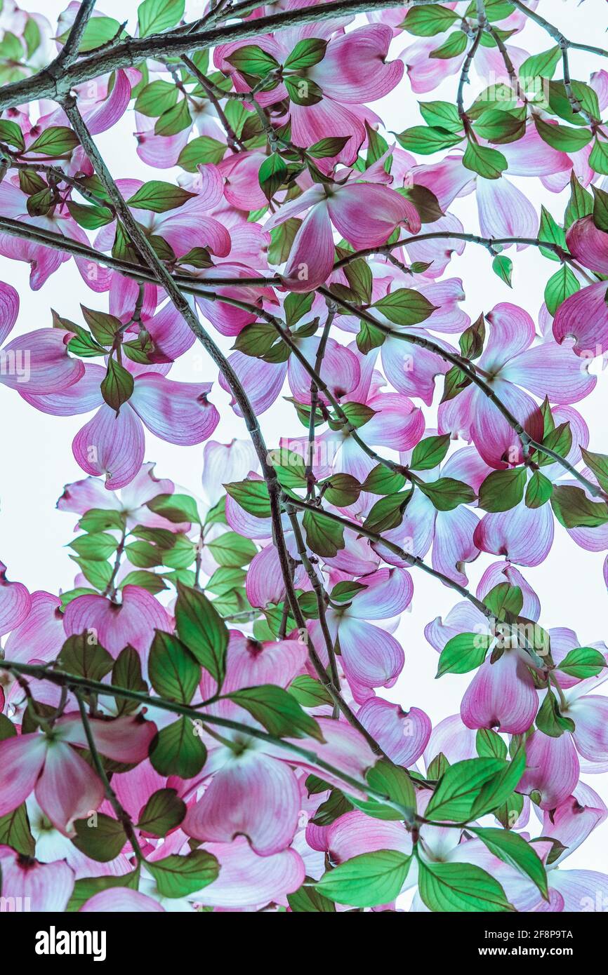 Blick unter einem blühenden rosafarbenen Dogwood-Baum mit blauem Himmel Stockfoto