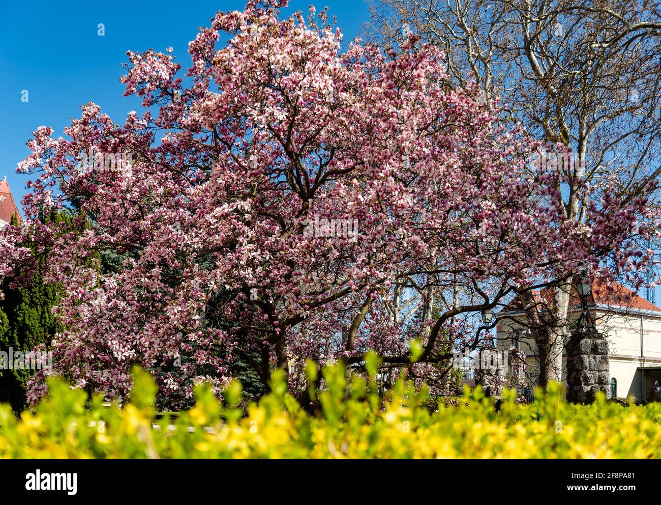 Prächtige blühende Lilie in Pecs Hungary dieser erstaunliche riesige Baum blüht im frühen Frühjahr. Pecs ist eine wunderschöne Stadt in Ungarn Stockfoto