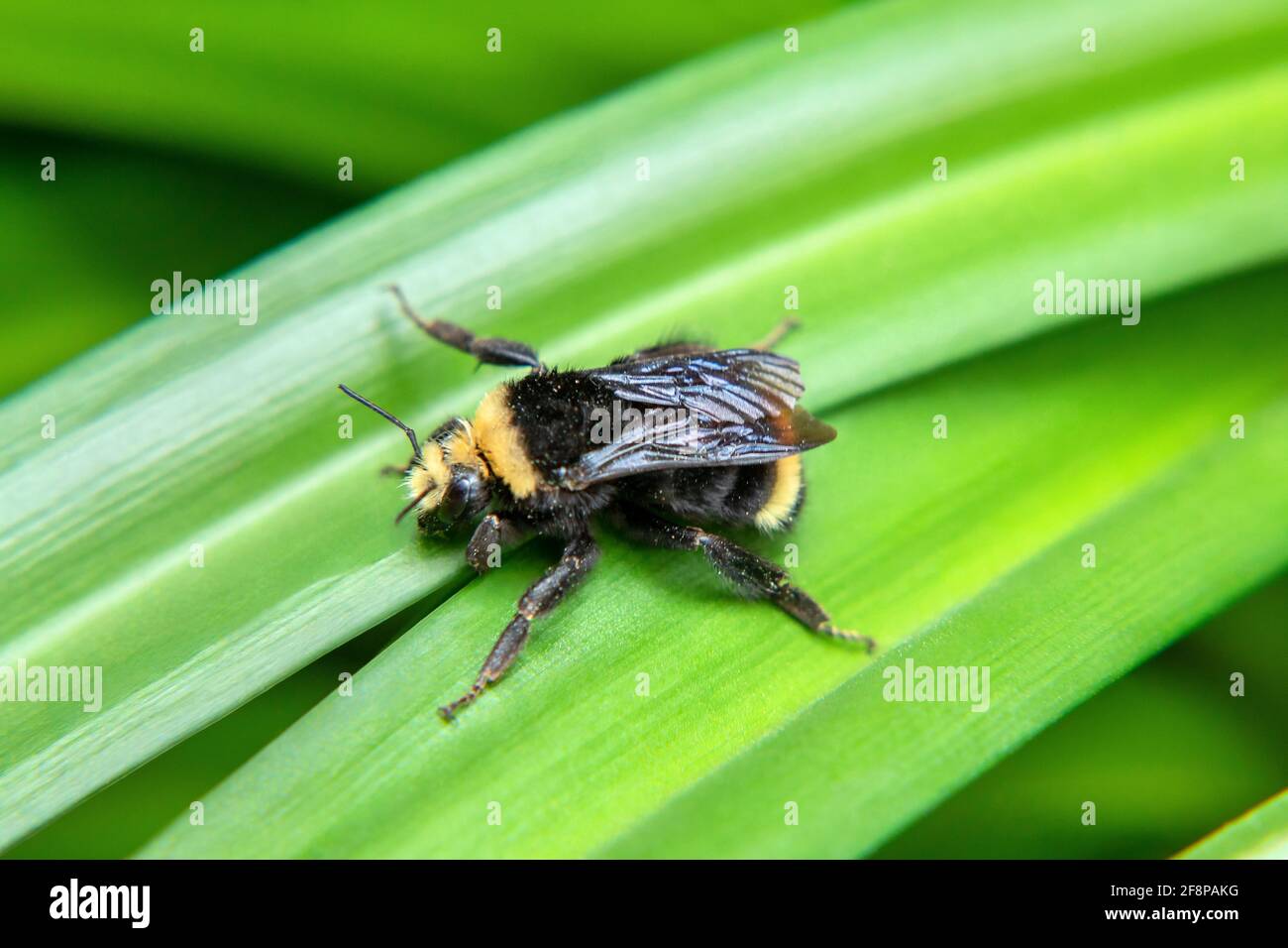 Eine gelb gesichtige Hummel auf grünen Blättern, San Diego, Kalifornien Stockfoto