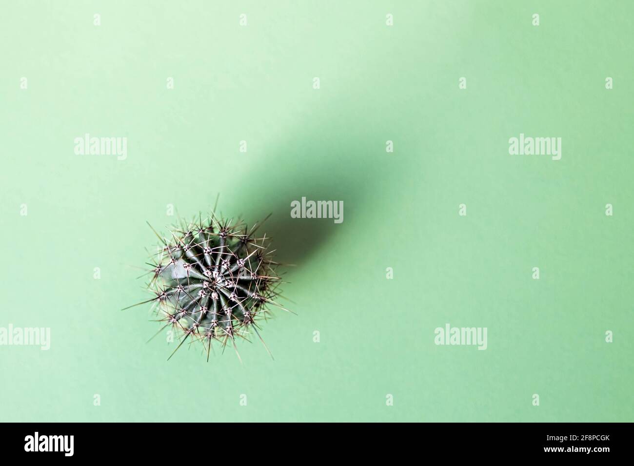 Hintergrund von einem Kaktus auf einem grünen Hintergrund. Pflanze Textur mit Dornen. Stockfoto