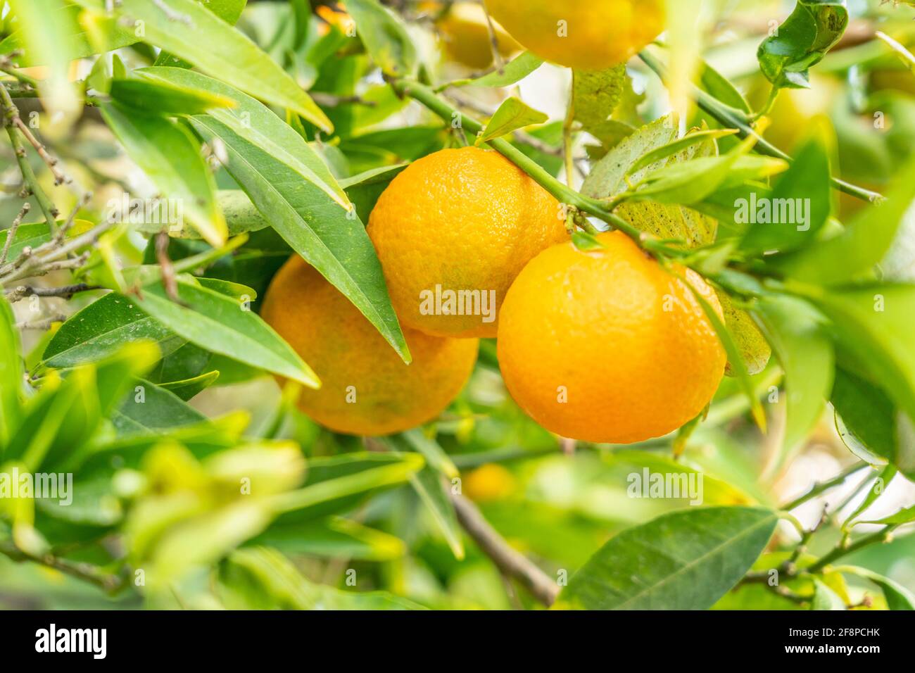 November 2020. Kato trocknet im Distrikt Larnaca, Zypern. Mandarin Orange, auch bekannt als Mandarine oder Mandarine, in Kato drys Zypern, Stockfoto