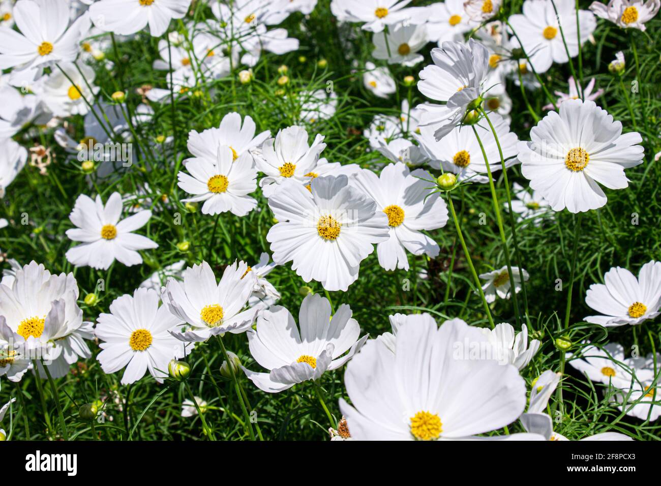 Weiße mexikanische Aster Blumen im Garten hellen Sonnenschein Tag auf einem Hintergrund von grünen Blättern. Cosmos bipinnatus. Wählen Sie Fokus. Stockfoto