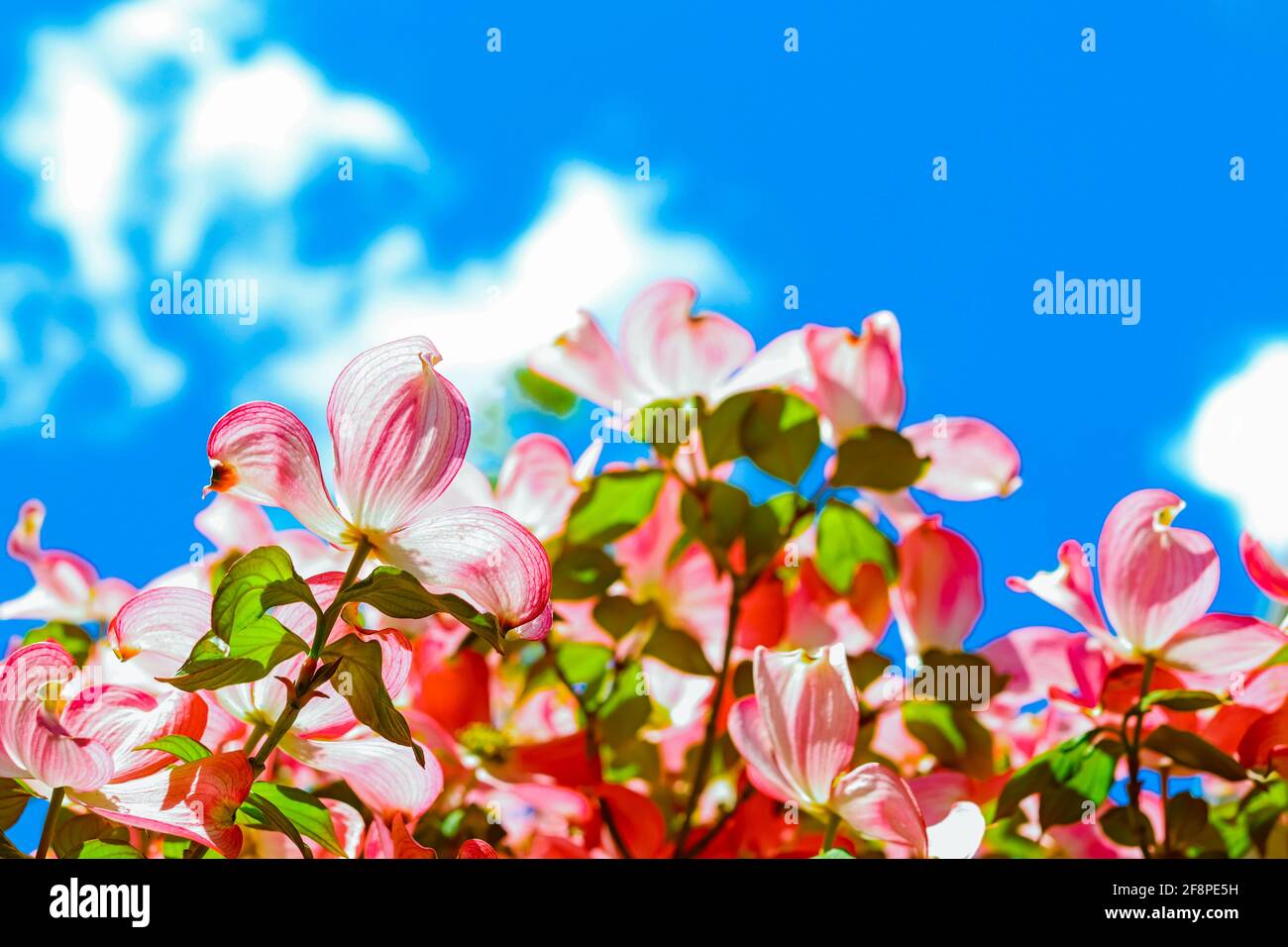 Blick unter einem blühenden rosafarbenen Dogwood-Baum mit blauem Himmel Stockfoto