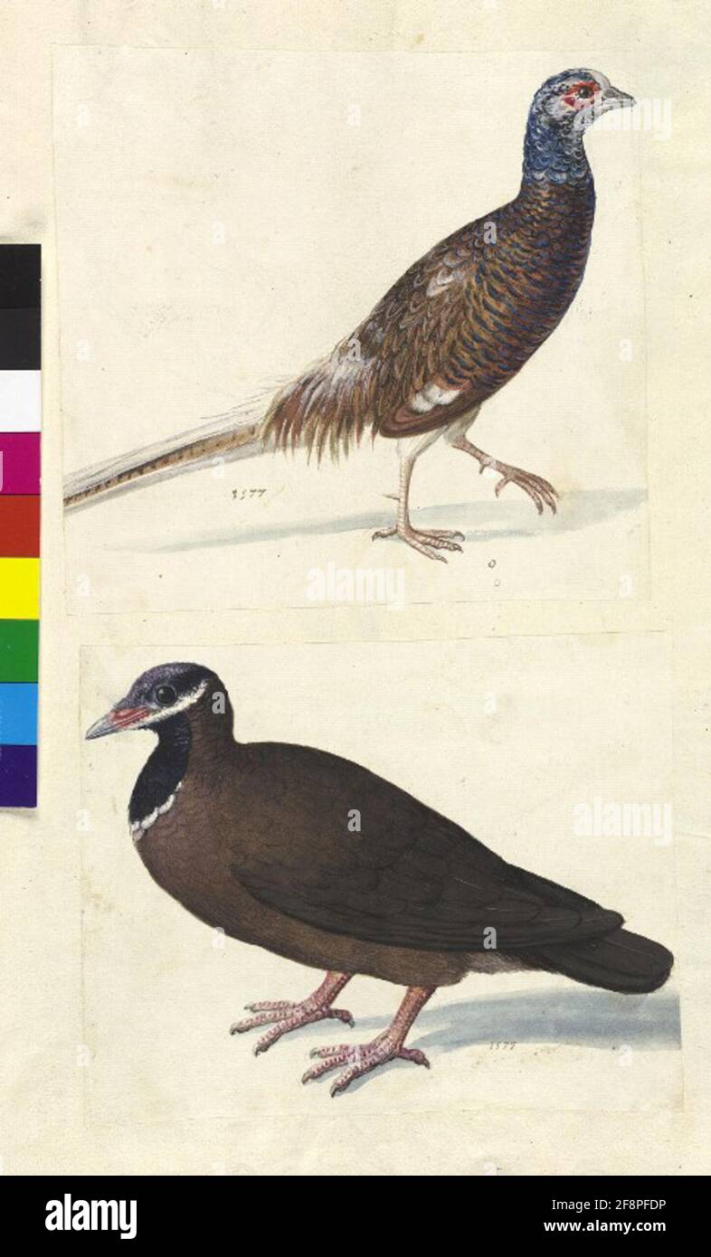 Kabeljau. Min. 42, Fol. 41R: Sammlung von Naturstudien u. A. von niederländischen, deutschen und italienischen Künstlern gesamte: Animal Study (Two Birds, DAT. 1577) Stockfoto
