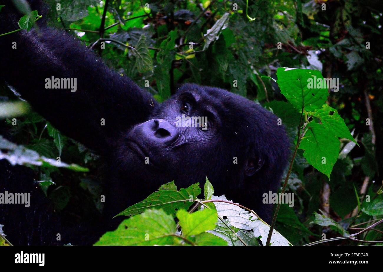 Nahaufnahme, Gorilla-Gesicht. Eine der rund 400 bedrohten Eastern Mountain Gorillas, die im Bwindi Impenetrable National Park in Uganda leben. Stockfoto