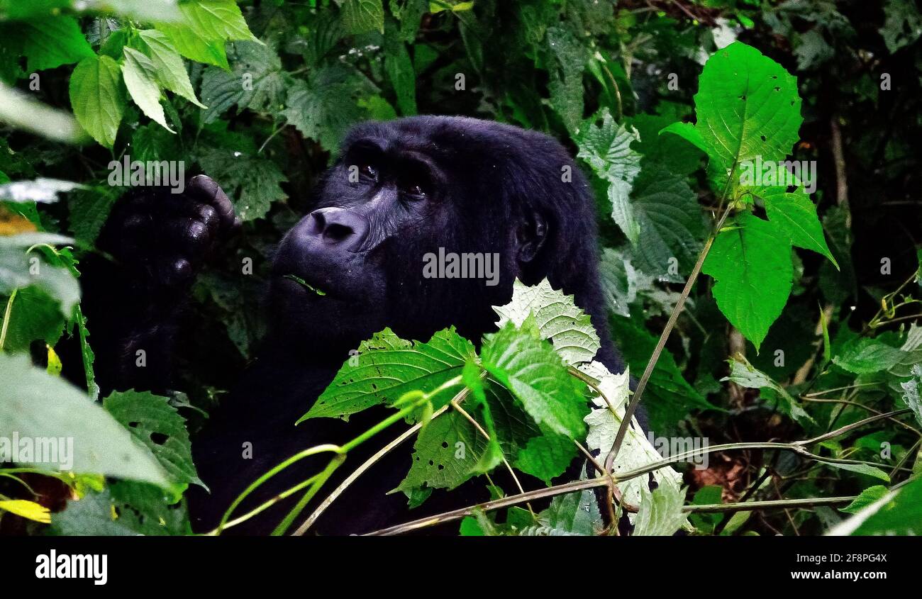 Gesicht eines Gorilla. Eine der rund 400 bedrohten Eastern Mountain Gorillas, die im Bwindi Impenetrable National Park in Uganda leben. Stockfoto