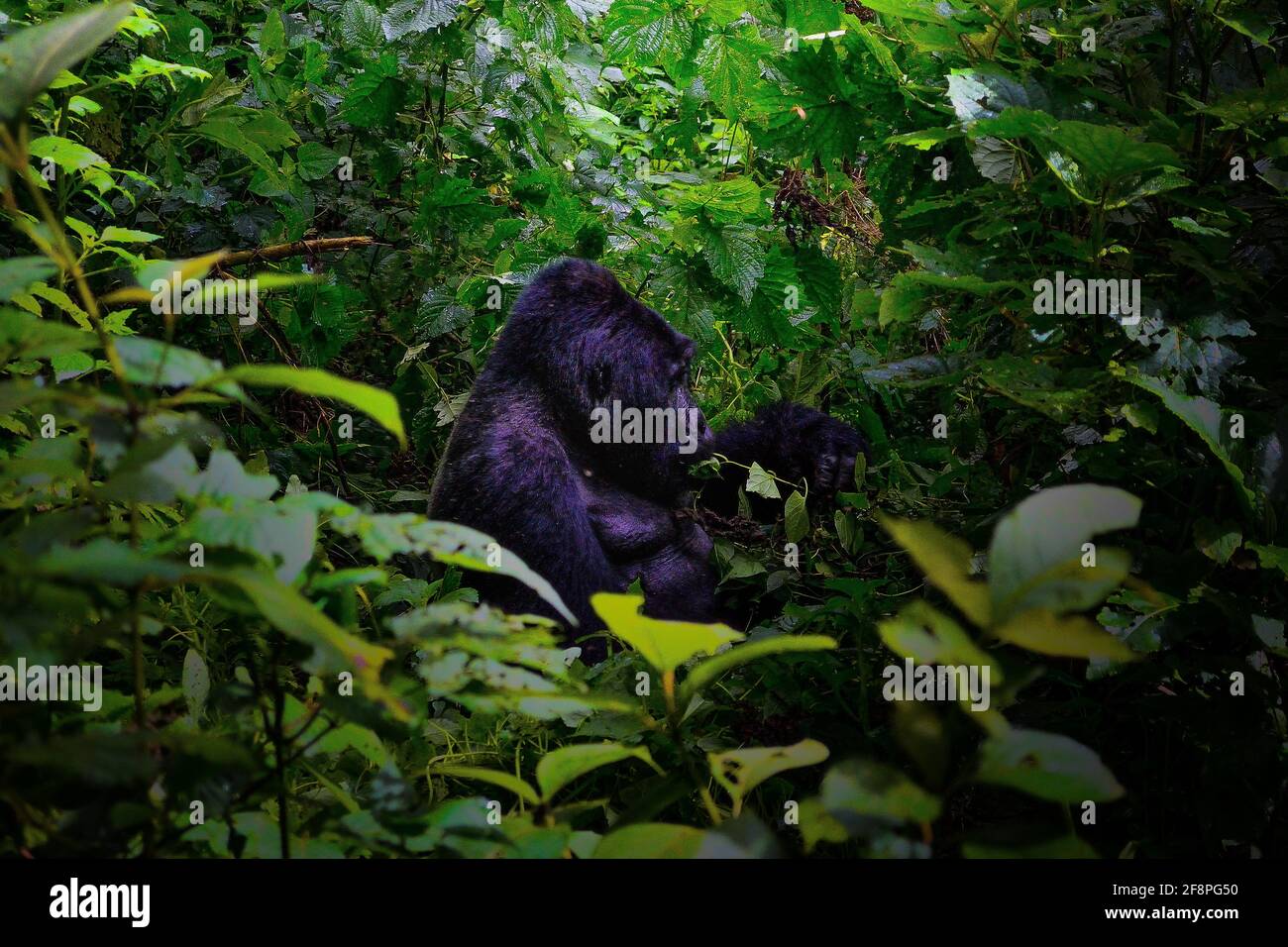 Anführer. Eine der rund 400 bedrohten Eastern Mountain Gorillas, die im Bwindi Impenetrable National Park in Uganda leben. Stockfoto