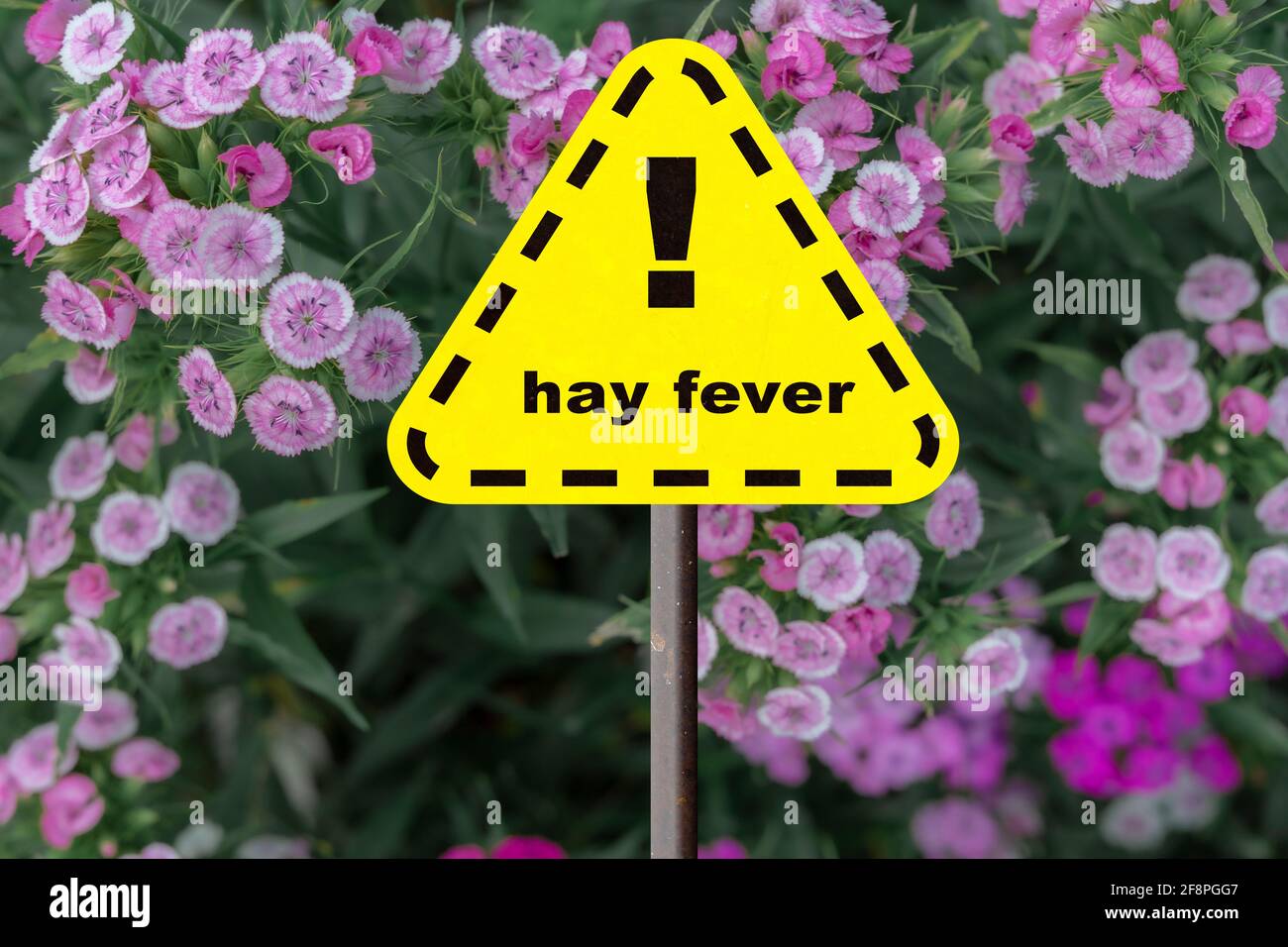 Gelbes Heuschnupfen Warnschild vor rosa Blüten Hintergrund. Stockfoto