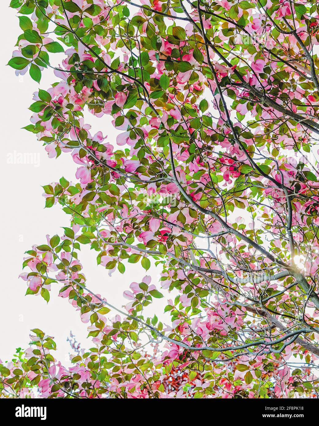 Blick unter einem blühenden rosafarbenen Dogwood-Baum mit blauem Himmel Stockfoto
