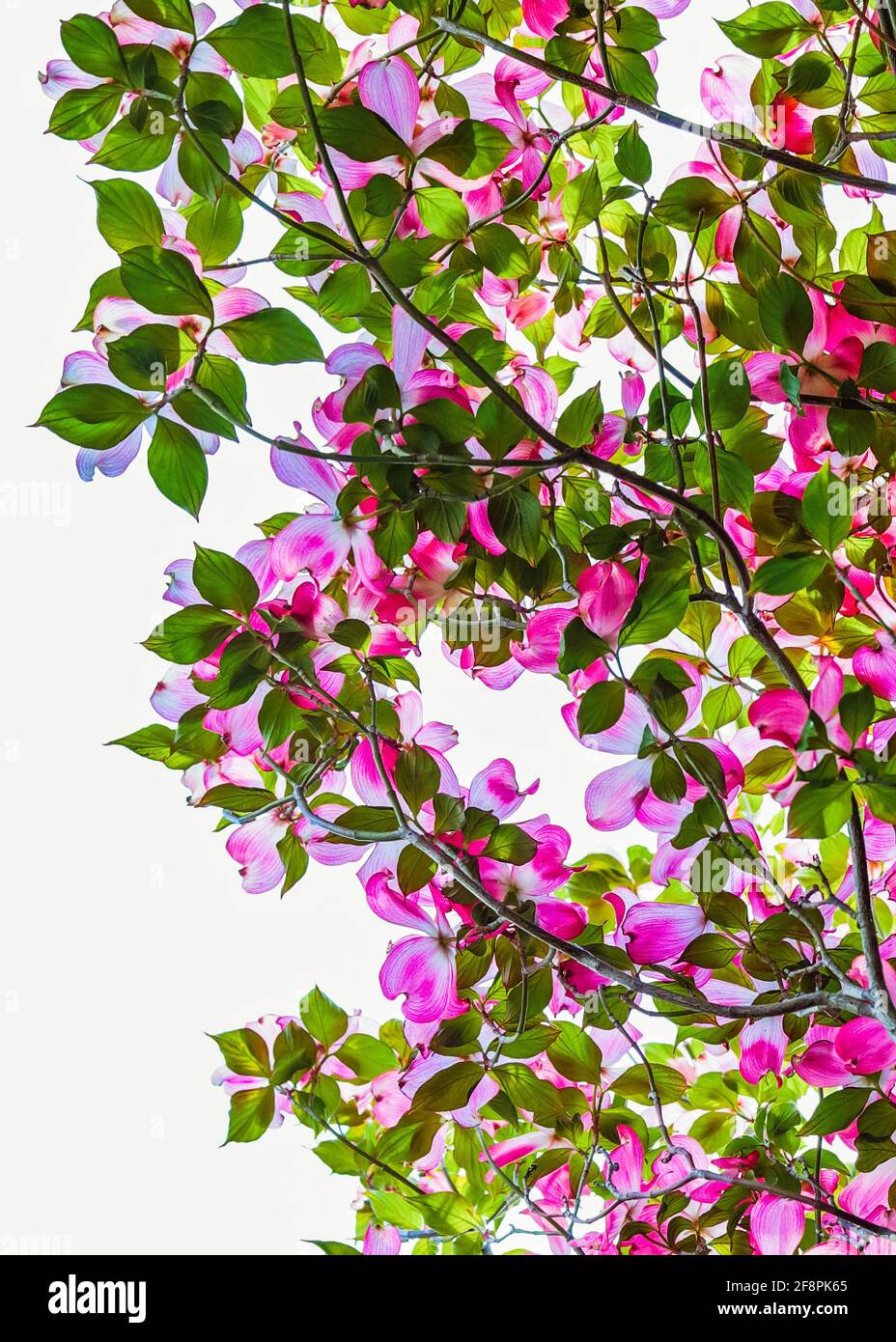 Blick unter einem blühenden rosafarbenen Dogwood-Baum mit blauem Himmel Stockfoto