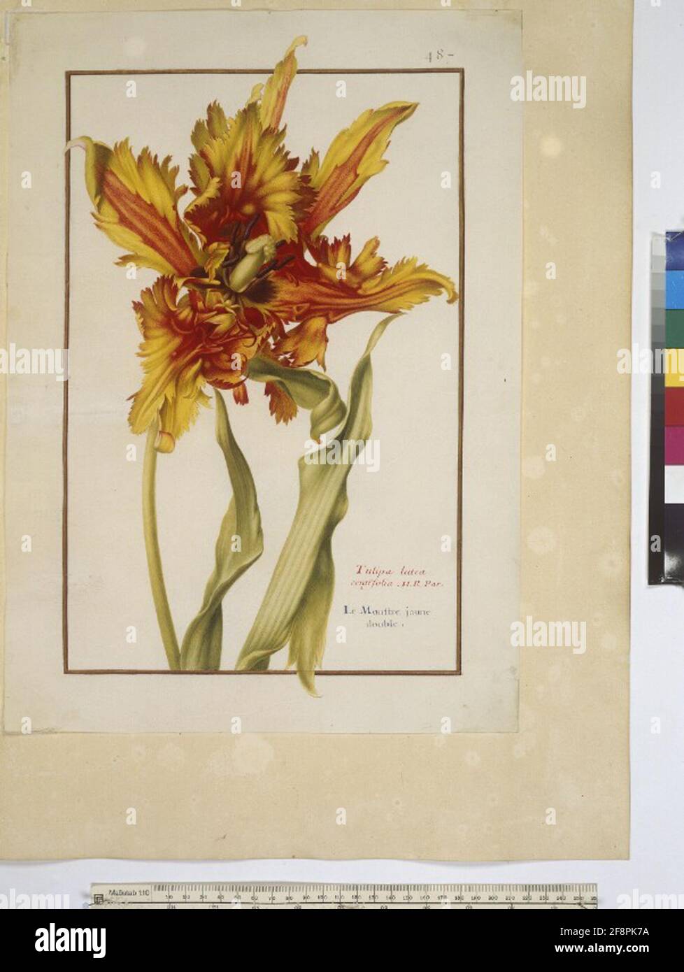 Kabeljau. Min. 53, Band 10, fol. 487r: Florilegium des Prinzen Eugen von Savoyen: Tulpe ganze Seite: Pflanzenstudie (Tulpe, eingeschrieben: 'Tulipa lutea centifloia...'). In: Florilegium des Prinzen Eugen von Savoyen, Paris, 3. Viertel des 17. jh. Stockfoto