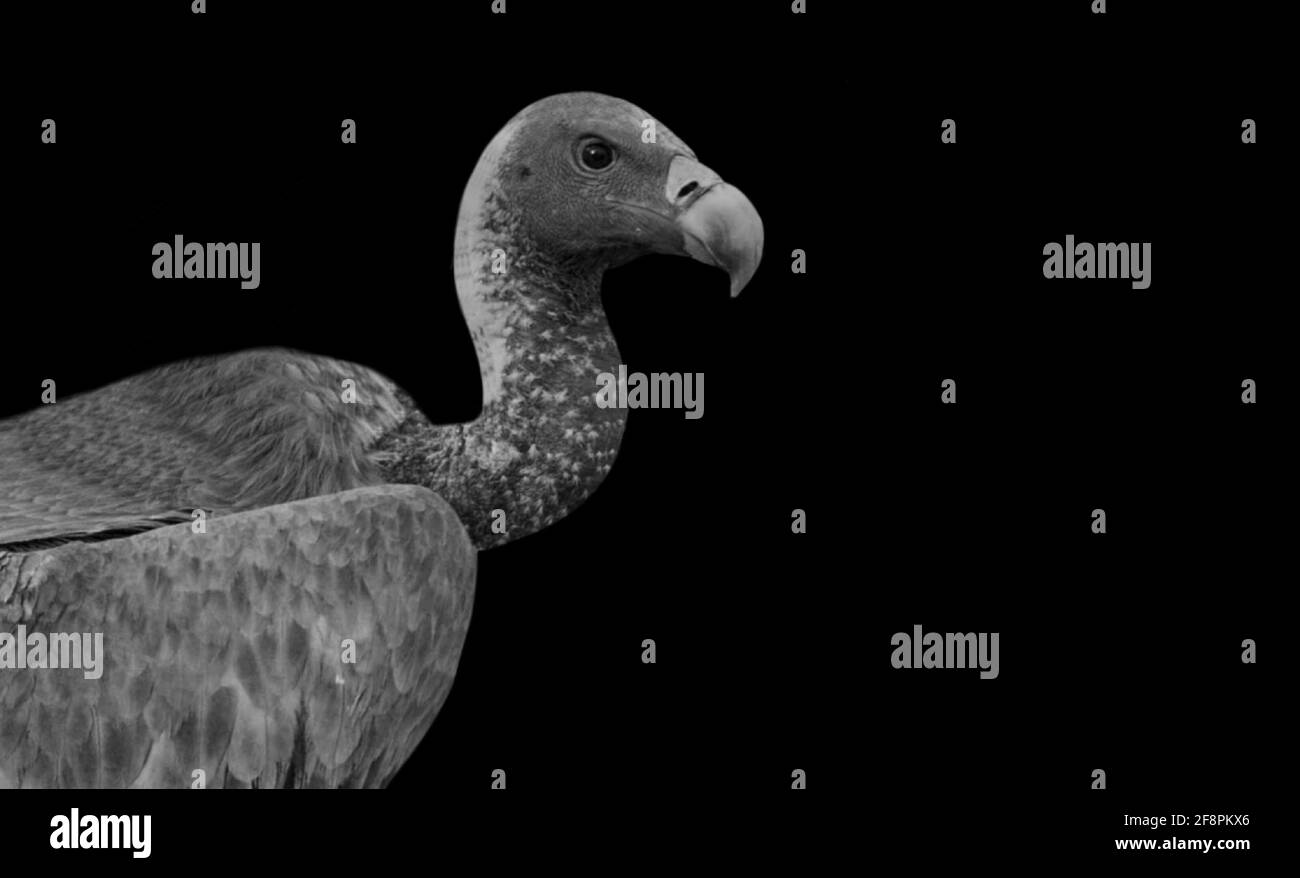 Big Vulture Bird Nahaufnahme Gesicht Mit Wütend Look Stockfoto