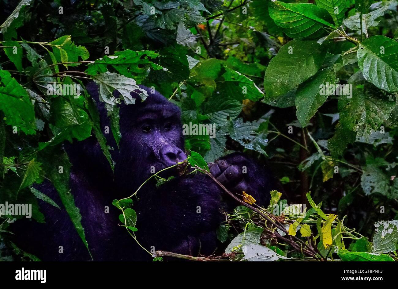 Schnüffeln. Eine der rund 400 bedrohten Eastern Mountain Gorillas, die im Bwindi Impenetrable National Park in Uganda leben. Stockfoto