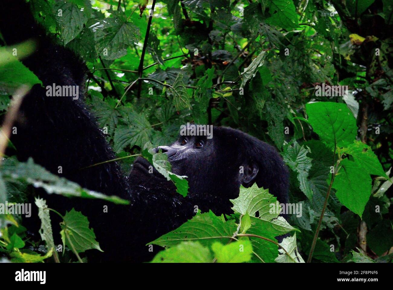 Nach oben. Eine der rund 400 bedrohten Eastern Mountain Gorillas, die im Bwindi Impenetrable National Park in Uganda leben. Stockfoto