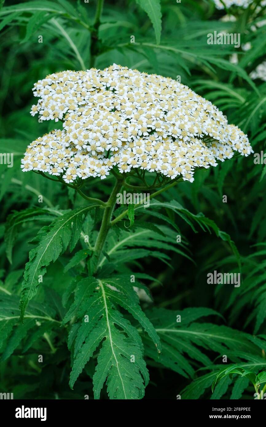 Weiße Schafgarbe, Weiße Achillea. Achillea millefolium. Flache Trauben von cremig-weißen Blüten. Gordaldo, Nasenblutpflanze, Pfeffer des alten Mannes, Teufelsnessel Stockfoto