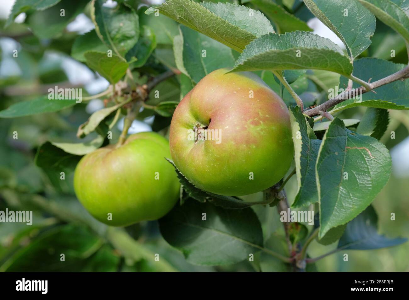 Malus domestica 'Bramley's Setzling', Malus domestica 'Bramley's Original', Malus 'Bramleys Setzling'. Malus domestica „Bramley“. Apfelbaum Stockfoto
