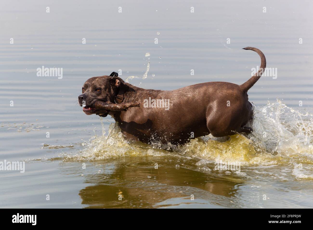 Pitbull Hund läuft im Wasser mit einem Holzstock in Mund Stockfoto