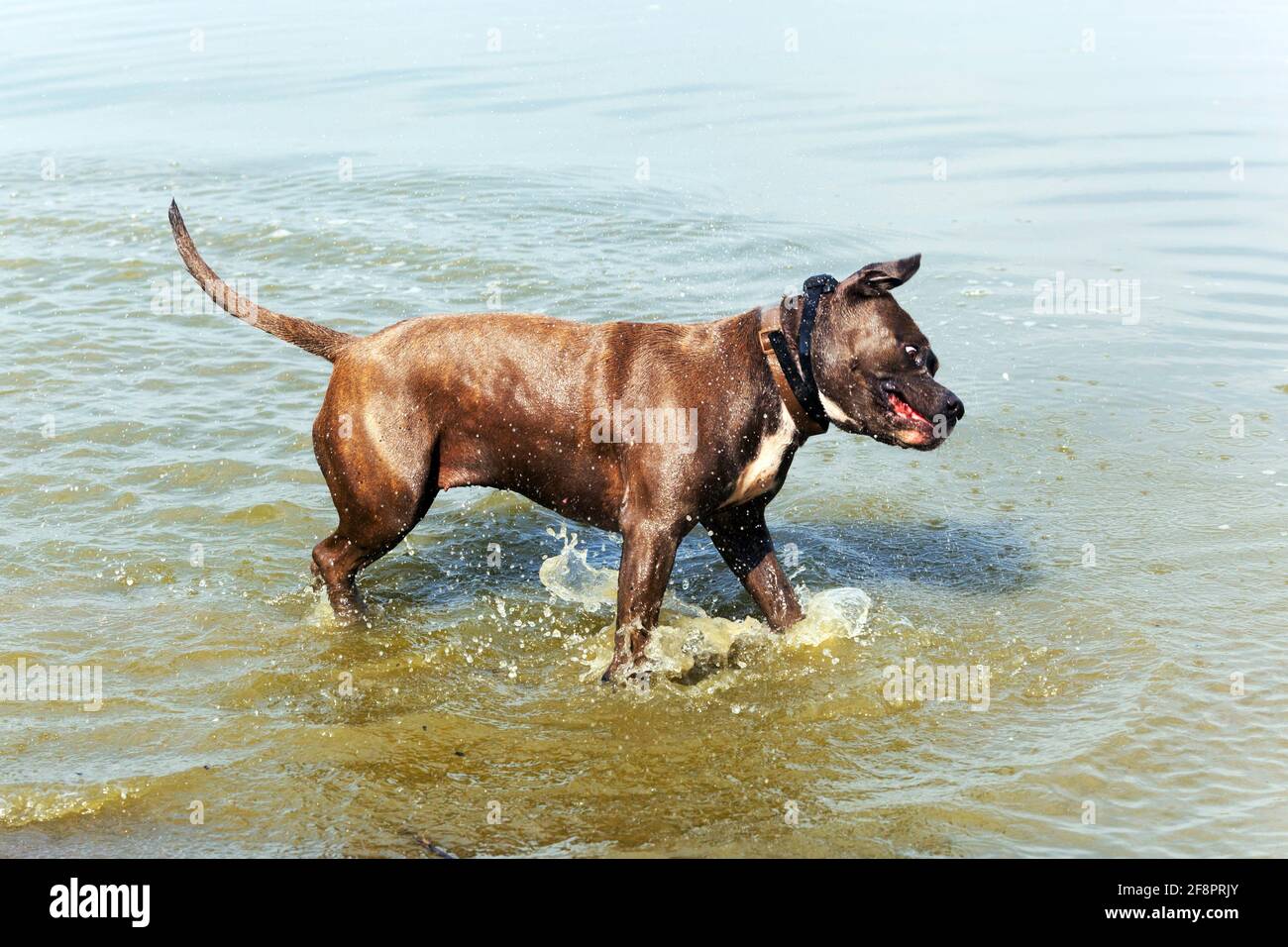 Ausgewachsener Pitbull-Hund genießt und spielt im Wasser Stockfoto