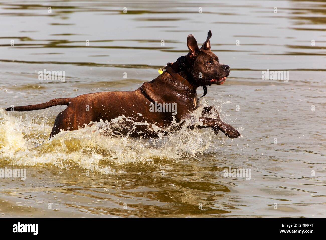 Pitbull Hund läuft im tiefen Wasser Stockfoto