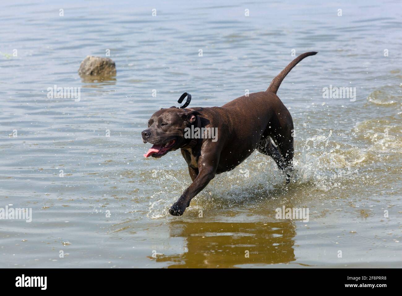 Pitbull Hund läuft im Wasser Stockfoto