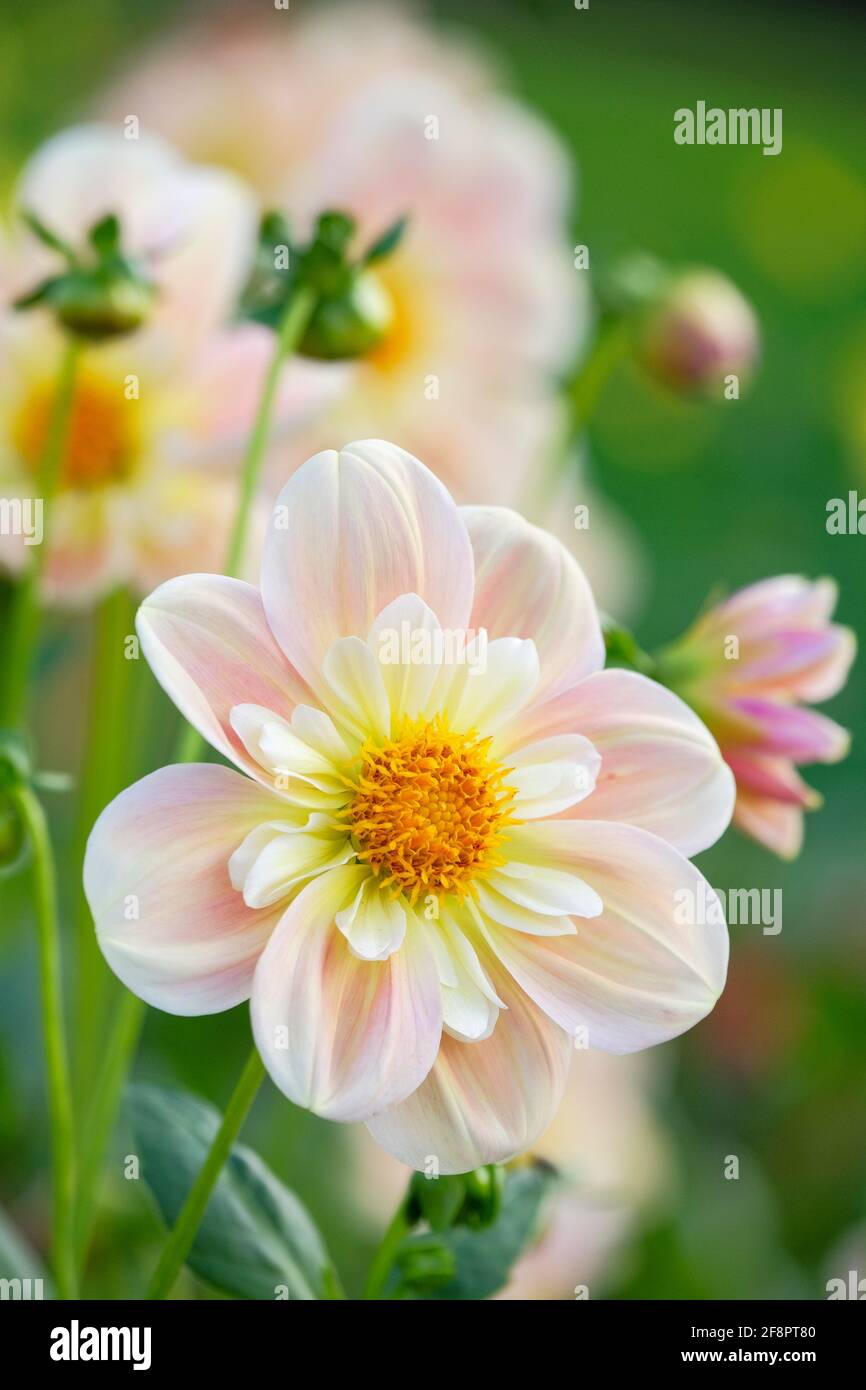 Collerette Gelb stark durchfluteten Aprikosenblüten von Dahlia 'April Heather' Stockfoto