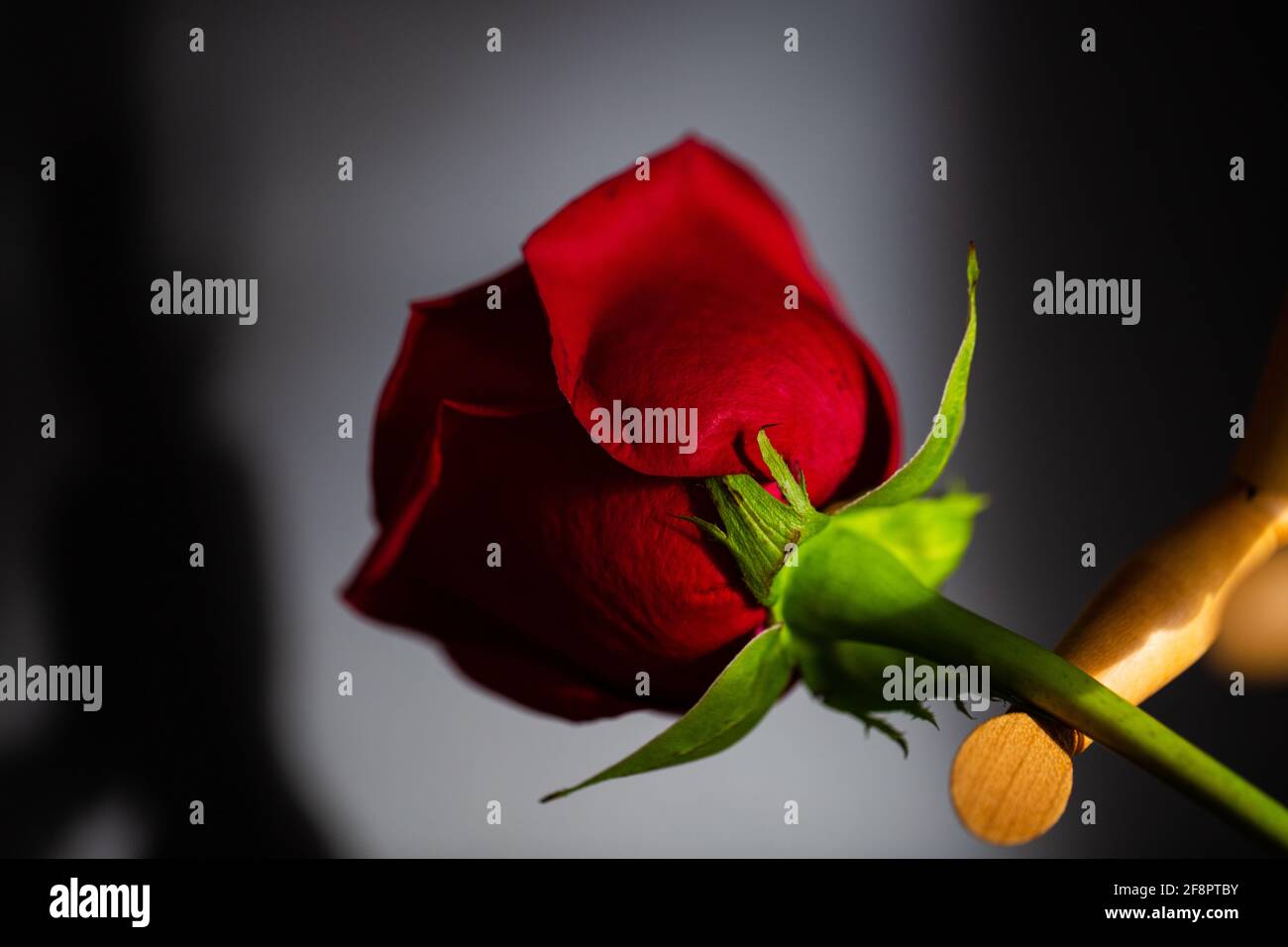 Rote Rose mit Kerzen, schwarzer Hintergrund, Trauer Stockfoto