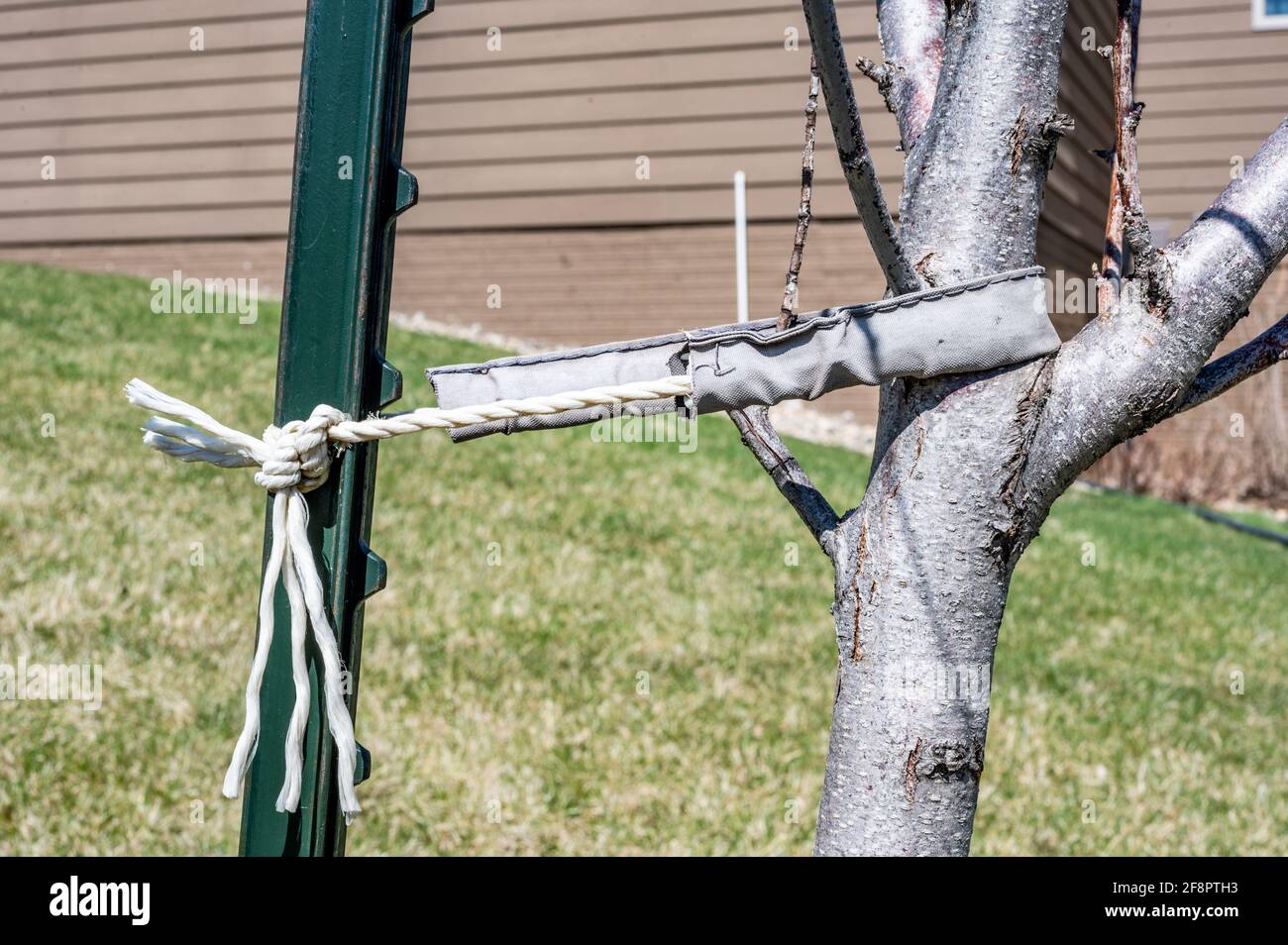 Ein schiefer Baum, der abgesteckt wird, um zu fixieren IT Stockfoto