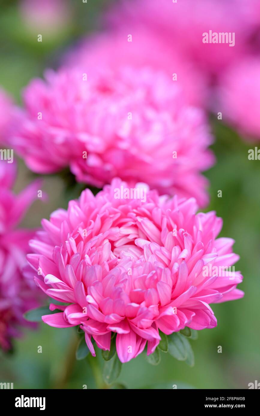 Aster Gremlin Double Mix, auch bekannt als China Aster und Tiger Paw Aster. Callistephus chinensis. Doppelt blühend rosa Aster Stockfoto