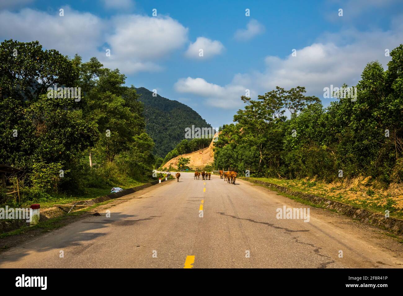 Wunderschöne grüne, lebendige Landschaft mit Büffeln auf der Reise vom Nationalpark Phong Nha Ke Bang nach Cua Lo in Vietnam. Foto der ländlichen Landschaft aufgenommen in sou Stockfoto