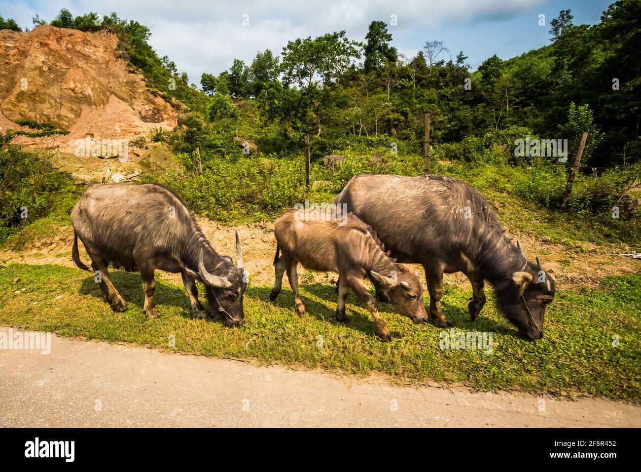 Wunderschöne grüne, lebendige Landschaft mit Büffeln auf der Reise vom Nationalpark Phong Nha Ke Bang nach Cua Lo in Vietnam. Foto der ländlichen Landschaft aufgenommen in sou Stockfoto