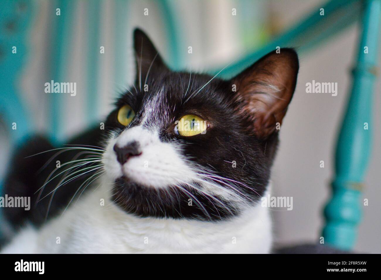 Schwarz-weiße Hauskatze schläft auf dem Stuhl. Stockfoto