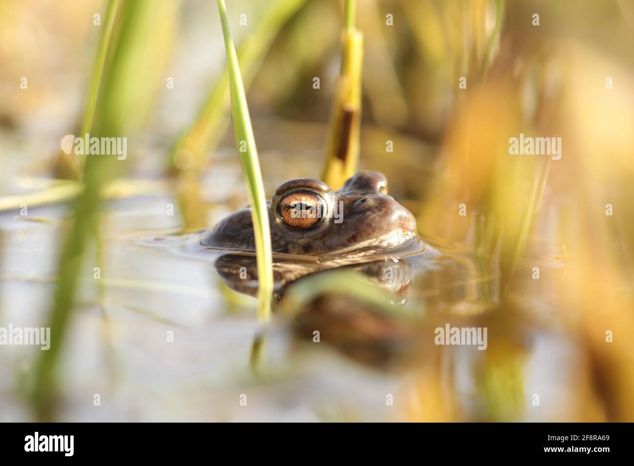 Frosch in einem Teich während der Paarungssaison auf einem sonnigen Frühlingsmorgen Stockfoto