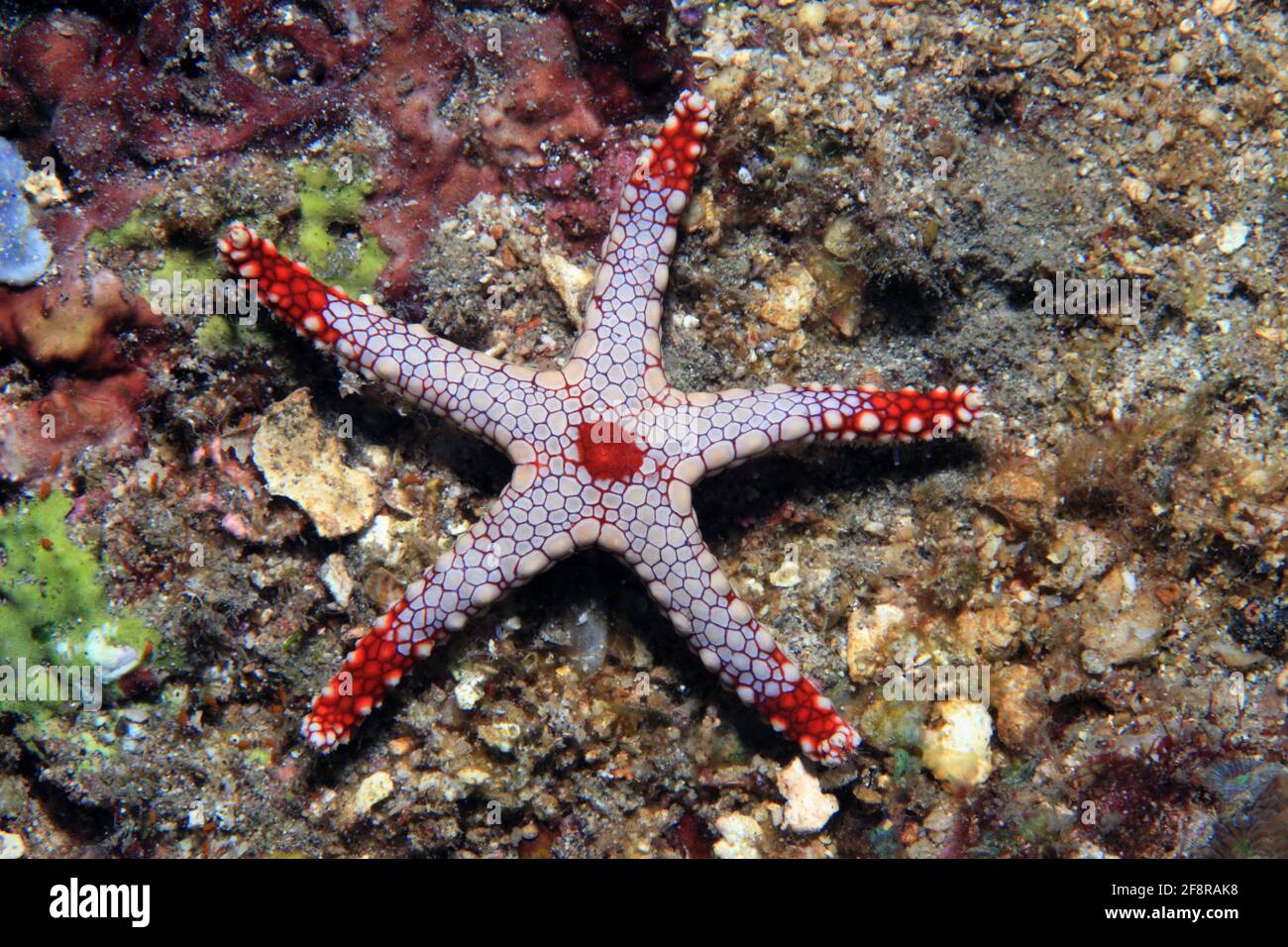 Perl-Seestern, Halskette Sea Star, Fromia monilis, Lembeh, Sulawesi, Indonesien Stockfoto