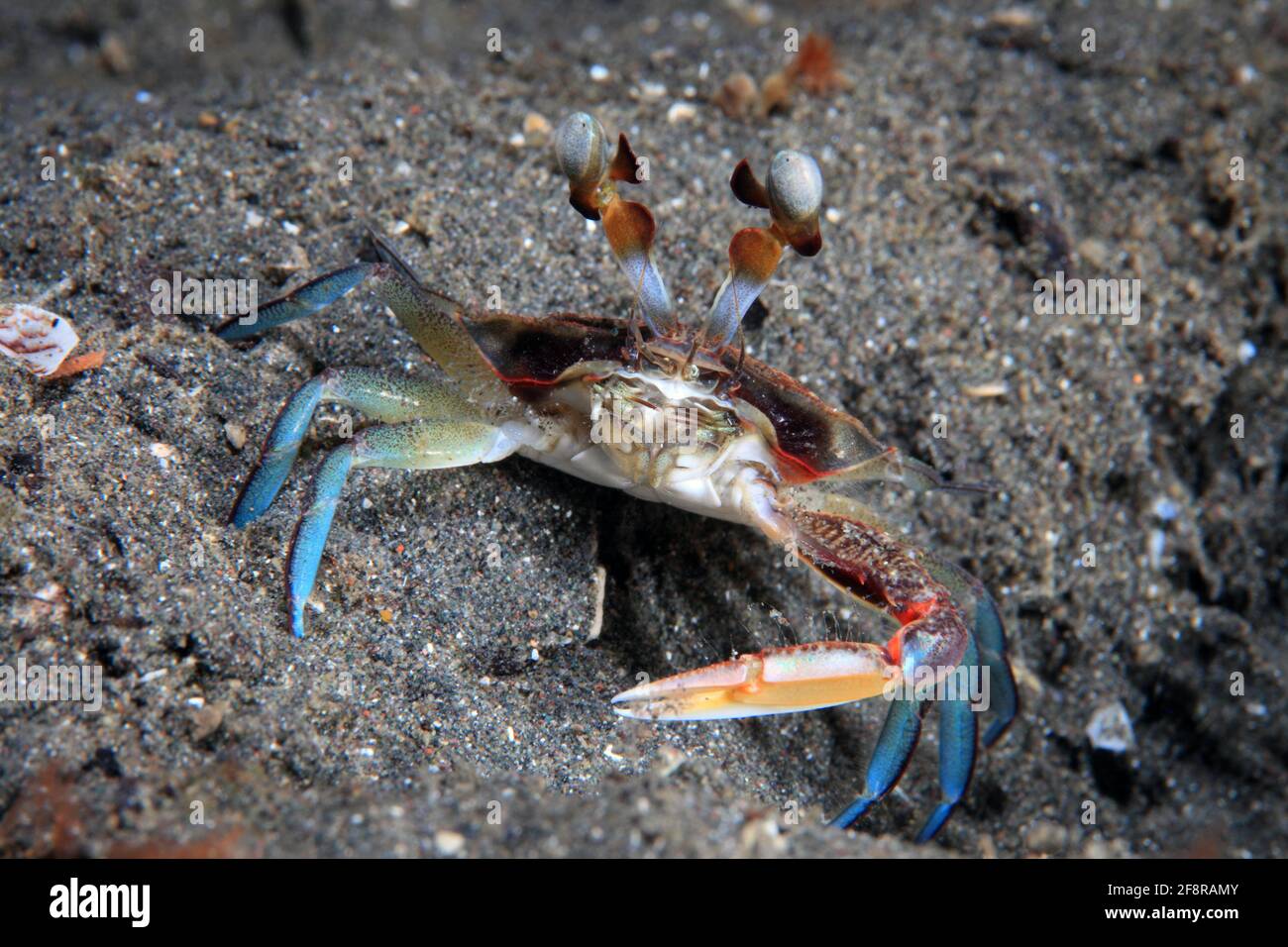 Schwimmkrabbe, Schwimmerkrabbe mit Blütenaugen, Podophthalmus minabensis, Lembeh, Sulwawesi, Indonesien Stockfoto